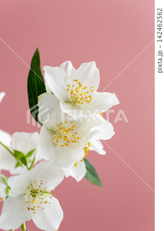 fresh jasmine flowers with soft pink background 142462562
