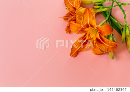 Orange Hemerocallis flowers with copy space on pink backdrop 142462565