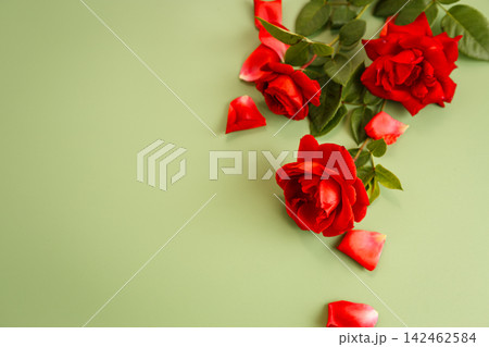 Elegant red roses and green leaves on light green background Elegant red roses and green leaves on light green background 142462584