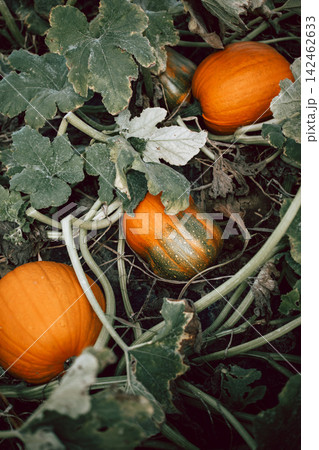 Ripe pumpkins growing among green vines in an autumn garden, seasonal harvest, locally grown produce, organic gardening, sustainable food, natural textures and rustic farm-to-table lifestyle Ripe pumpkins growing among green vines in an autumn garden, seasonal harvest, locally grown produce, organic gardening, sustainable food, natural textures and rustic farm-to-table lifestyle 142462633