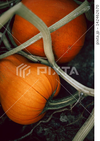 Ripe pumpkins growing among green vines in an autumn garden, seasonal harvest, locally grown produce, organic gardening, sustainable food, natural textures and rustic farm-to-table lifestyle 142462670