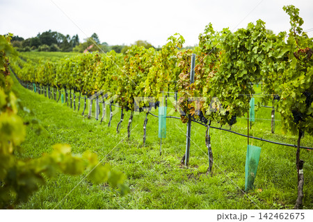 Vineyard rows in Stammersdorf in Vienna illustrate seasonal change across Austrian viticulture landscapes. 142462675