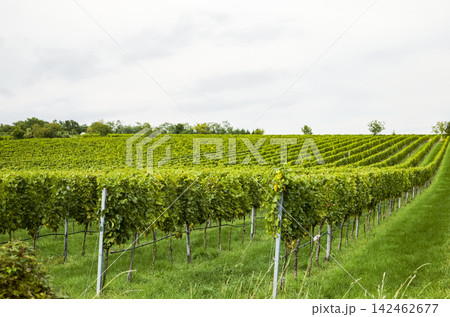 Vineyard with grapevines on trellises in the countryside, illustrating harvest season in rural wine setting.  142462677
