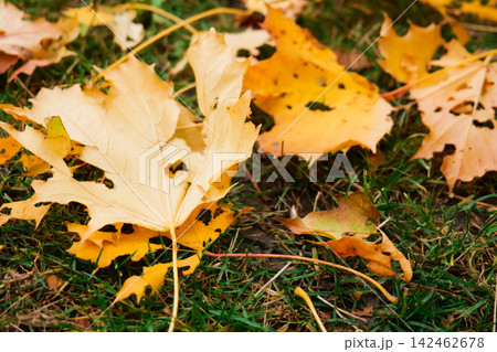 Closeup of autumn leaves on grass showing fall foliage texture and natural seasonal pattern. Closeup of autumn leaves on grass showing fall foliage texture and natural seasonal pattern. 142462678