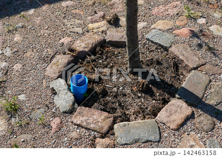 Newly Planted Urban Tree with Blue Irrigation Pipe Surrounded by Natural Stone Paving and Gravel Newly Planted Urban Tree with Blue Irrigation Pipe Surrounded by Natural Stone Paving and Gravel 142463158
