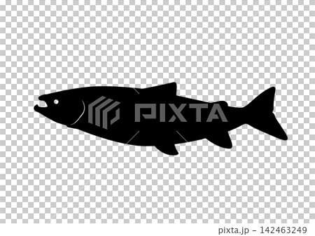 大西洋鮭魚剪影圖標 大西洋鮭魚剪影圖標 142463249