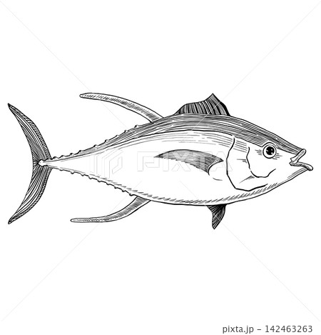 Vector illustration of a whole tuna fish, hand-drawn engraving style. Illustration is isolated on a transparent background. Design for restaurant menus, seafood branding, packaging, labels, posters 142463263