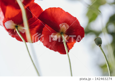 Two red poppies against the sky in closeup. View from below. Red poppies blooming outdoors, with green stems and seed pods. Two red poppies against the sky in closeup. View from below. Red poppies blooming outdoors, with green stems and seed pods. 142463274