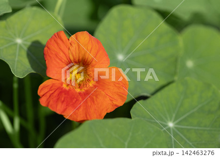 Vibrant orange flower nasturtium on green background closeup. Beautiful flowers wallpaper. Vibrant orange flower nasturtium on green background closeup. Beautiful flowers wallpaper. 142463276