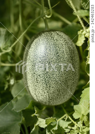 Young green melon growing in the garden closeup. Organic melon hanging in the green foliage. Young green melon growing in the garden closeup. Organic melon hanging in the green foliage. 142463283