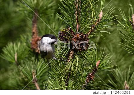 Willow tit perched on a pine branch with cones. Cute little bird Poecile montanus with black and white feathers. Willow tit perched on a pine branch with cones. Cute little bird Poecile montanus with black and white feathers. 142463291