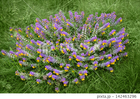 Summer flower blue cow wheat on green background. A lush bush blooming Melampyrum nemorosum with yellow and purple flowers. Summer flower blue cow wheat on green background. A lush bush blooming Melampyrum nemorosum with yellow and purple flowers. 142463296