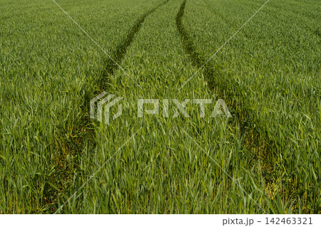 Tractor tracks weaving through a vibrant green field on a sunny day Tractor tracks weaving through a vibrant green field on a sunny day 142463321
