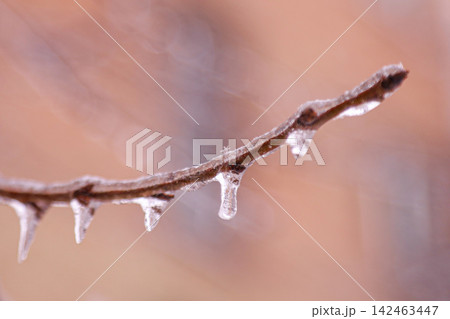 Frozen branch with icicles on brown twig in winter Frozen branch with icicles on brown twig in winter 142463447
