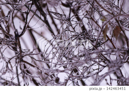 Frosty branches with ice crystals in winter Frosty branches with ice crystals in winter 142463451