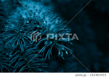Pine needles with water drops in dark moody atmosphere Pine needles with water drops in dark moody atmosphere 142463455