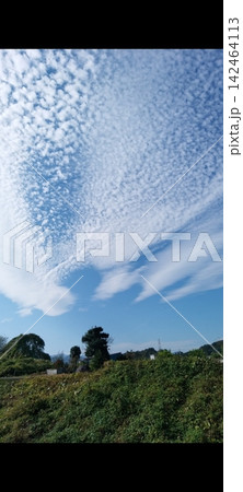 青空いっぱいに広がる美しいうろこ雲 爽やかな秋空の風景 青空いっぱいに広がる美しいうろこ雲 爽やかな秋空の風景 142464113