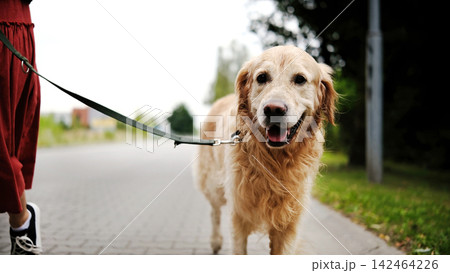 Female Owner Walking With Her Golden Retriever Dog Female Owner Walking With Her Golden Retriever Dog 142464226