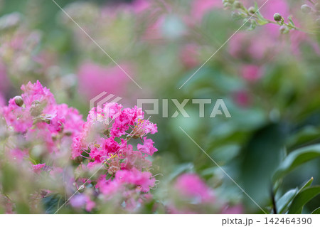 ピンク色の百日紅が咲く夏の花風景 ピンク色の百日紅が咲く夏の花風景 142464390