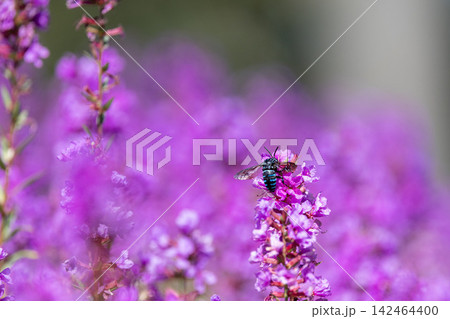 紫色のミソハギで蜜を集める青い蜂 紫色のミソハギで蜜を集める青い蜂 142464400