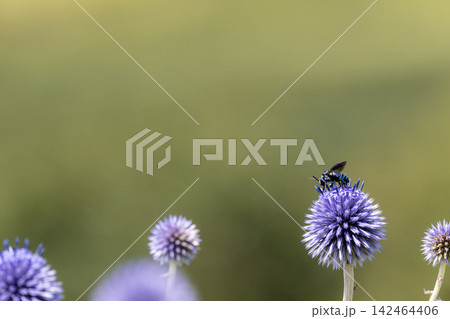 ヒゴタイの花で蜜を集めるブルービー ヒゴタイの花で蜜を集めるブルービー 142464406