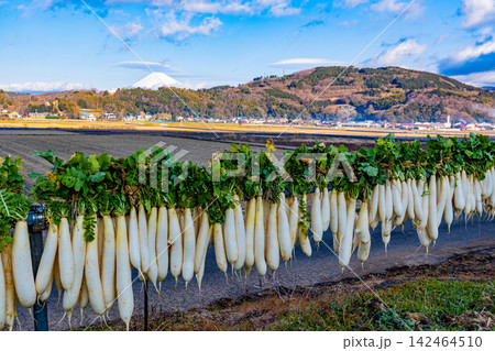 【静岡県】伊豆・丹那盆地のダイコン干しと富士山 【静岡県】伊豆・丹那盆地のダイコン干しと富士山 142464510