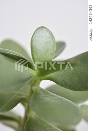 縁紅弁慶 縁紅弁慶 142464592
