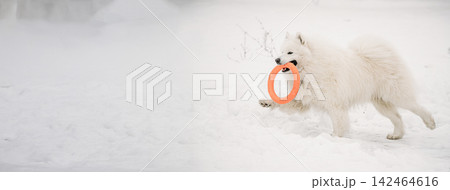 Funny Young White Samoyed Dog Or Bjelkier, Smiley, Sammy Playing Fast Running Outdoor In Snow, Winter Season. Playful Pet 142464616