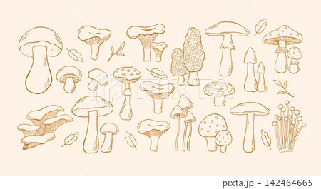 Hand drawn forest mushroom set with chanterelle, morel, oyster, enoki and fly agaric vector illustration 142464665