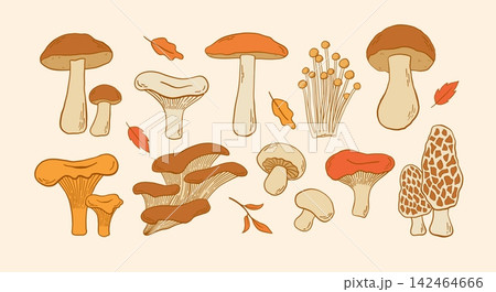 Hand drawn edible mushroom set chanterelle morel oyster porcini and enoki. Autumn forest vector illustration 142464666