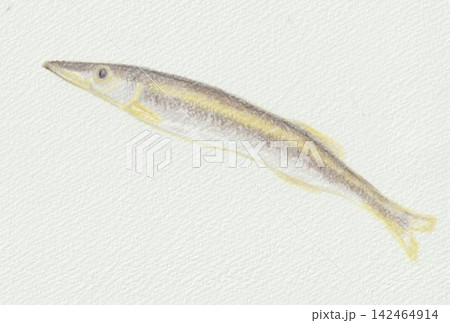 カマス カマス 142464914