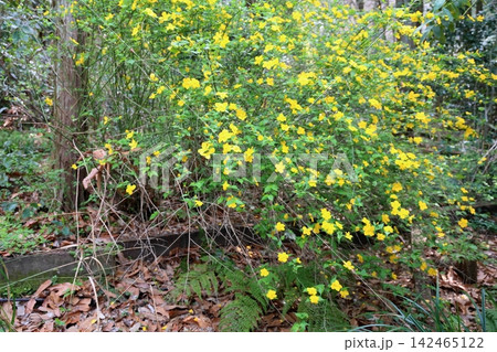 明るい ヤマブキの花 明るい ヤマブキの花 142465122