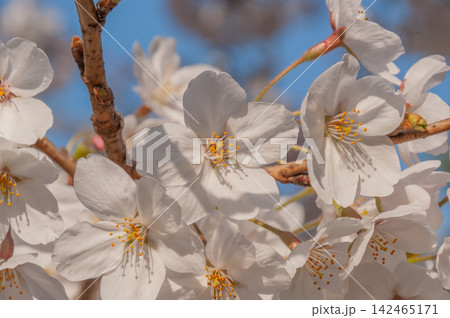 純白の息吹＿桜,青空に溶ける春の光 142465171