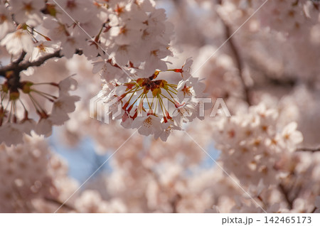 春の囁き_淡い桜の調べ 春の囁き_淡い桜の調べ 142465173