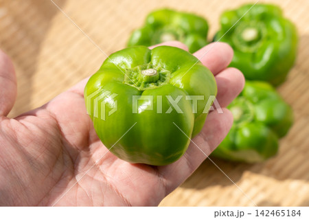 手にのせた伝統野菜のかぐら南蛮(9月) 手にのせた伝統野菜のかぐら南蛮(9月) 142465184