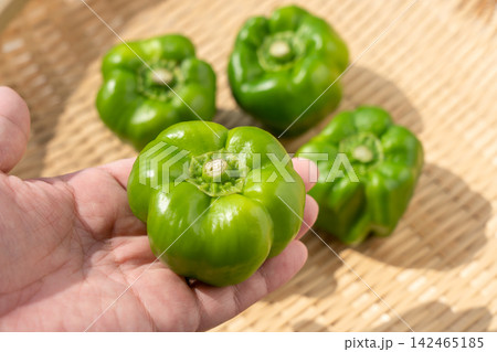手にのせた伝統野菜のかぐら南蛮(9月) 手にのせた伝統野菜のかぐら南蛮(9月) 142465185