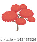 紅葉したカエデ 142465326