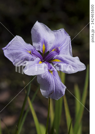 花菖蒲園に紫色の花菖蒲の花が咲いています。 花菖蒲園に紫色の花菖蒲の花が咲いています。 142465600