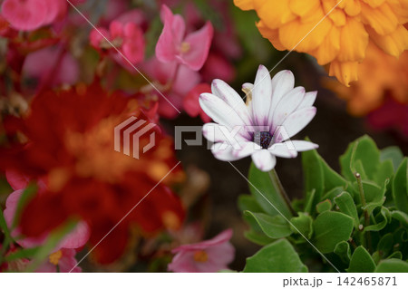 色とりどりの花畑に咲く白い花 色とりどりの花畑に咲く白い花 142465871