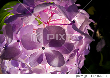 紫陽花園にピンク色のアジサイの花が咲いています。 紫陽花園にピンク色のアジサイの花が咲いています。 142466004