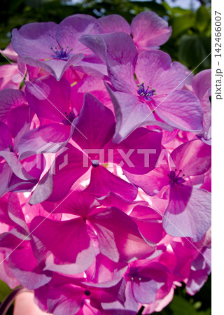 紫陽花園にピンク色のアジサイの花が咲いています。 142466007