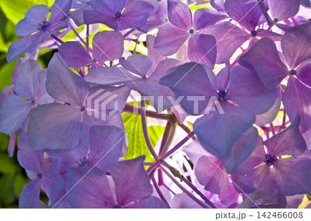 紫陽花園にピンク色のアジサイの花が咲いています。 紫陽花園にピンク色のアジサイの花が咲いています。 142466008