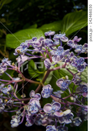 紫陽花園に紫色のアジサイの花が咲いています。学名はHydrangeaです。 紫陽花園に紫色のアジサイの花が咲いています。学名はHydrangeaです。 142466030