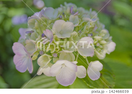 紫陽花園に白いアジサイの花が咲いています。 142466039