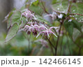 イカリソウ 142466145