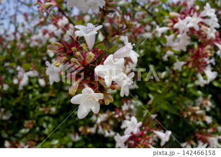 アベリア(ハナツクバネウツギ)の白い花が満開です。学名はAbelia x grandifloraです アベリア(ハナツクバネウツギ)の白い花が満開です。学名はAbelia x grandifloraです 142466158