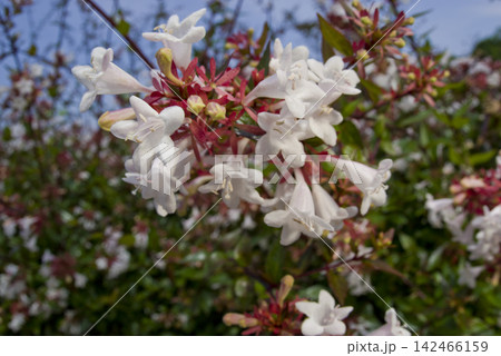アベリア（ハナツクバネウツギ）の白い花が満開です。学名はAbelia x grandifloraです 142466159