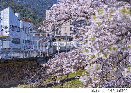 芦屋川沿いの桜並木 阪急芦屋川駅 芦屋川沿いの桜並木 阪急芦屋川駅 142466302