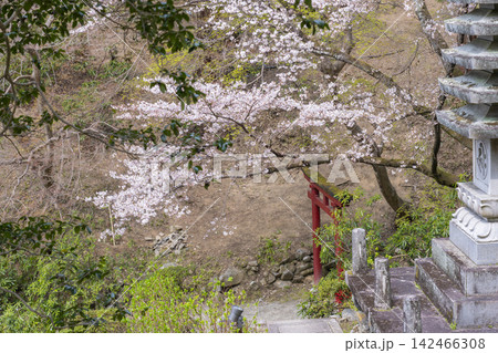 岡寺 桜の季節 --奈良県高市郡明日香村岡-- 岡寺 桜の季節 --奈良県高市郡明日香村岡-- 142466308