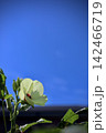 オクラの花 142466719